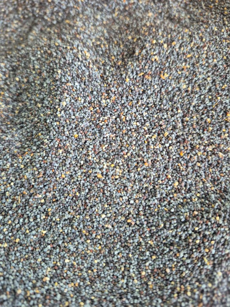 Haşhaş (Mavi) 100Gr